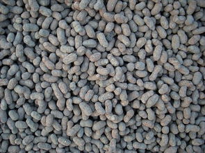 莆田回填墊層陶粒批發(fā)價格 歡迎咨詢 新中科建材供應(yīng)