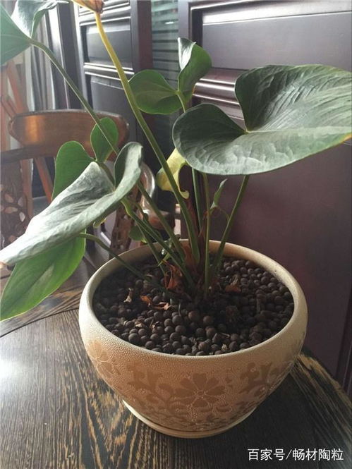 深圳陶粒批發批發價格 深圳陶粒批發生產廠家 八方資源網