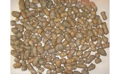 天津陶粒生產(chǎn)廠家 專業(yè)生產(chǎn)高品質(zhì)陶粒，滿足多樣化需求